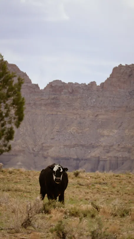 Cow Out in the Wild