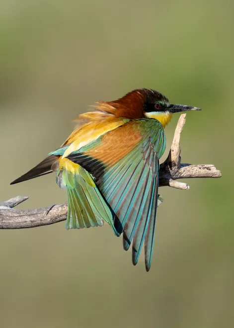 Bee-eater