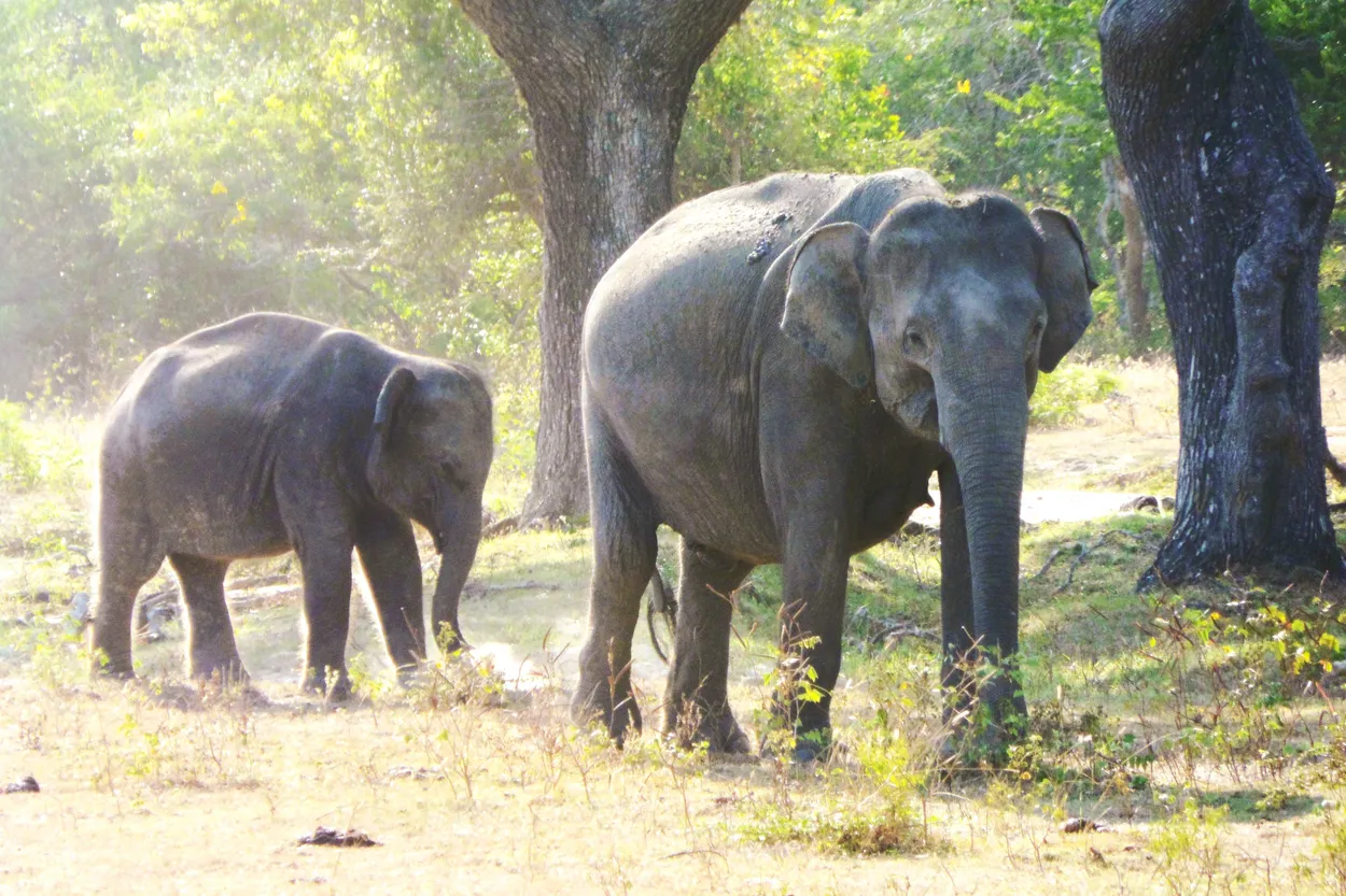 Hello elephants