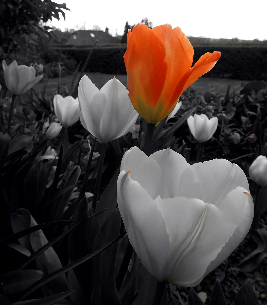 Orange Tulip