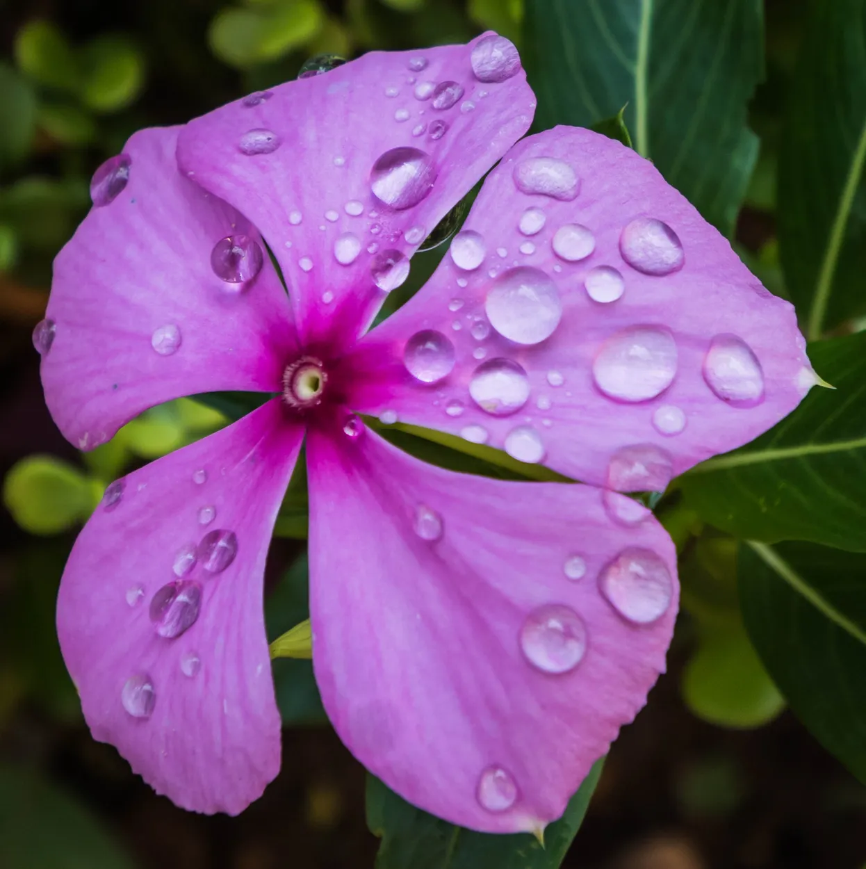 Waterdrops