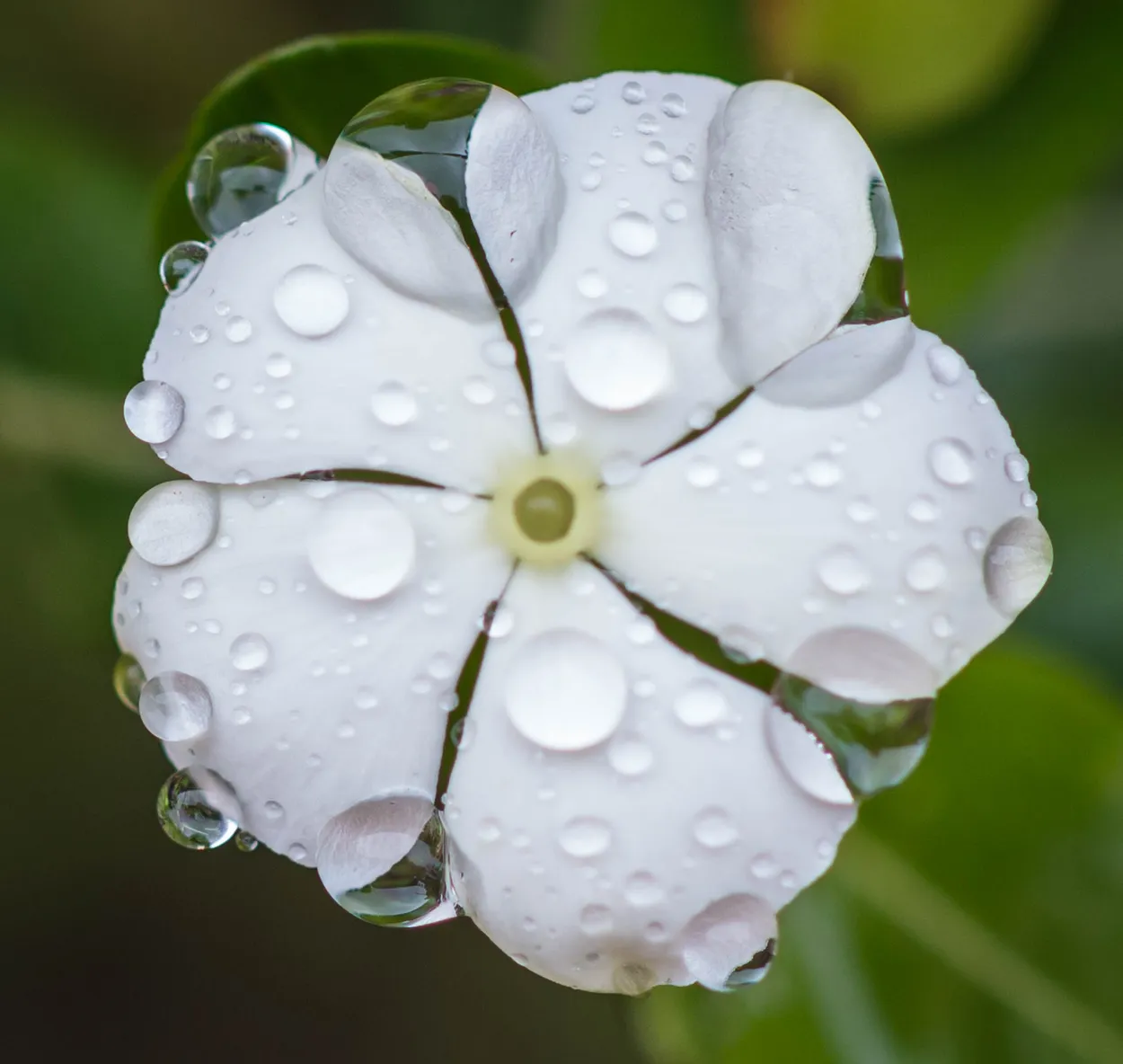 Waterdrops