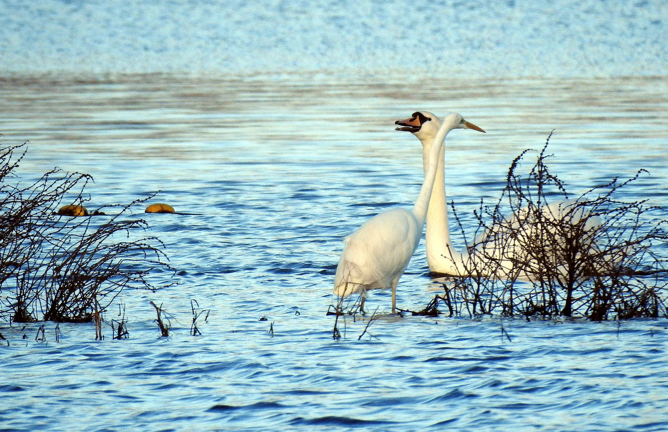 Mute Swan and Great Egret