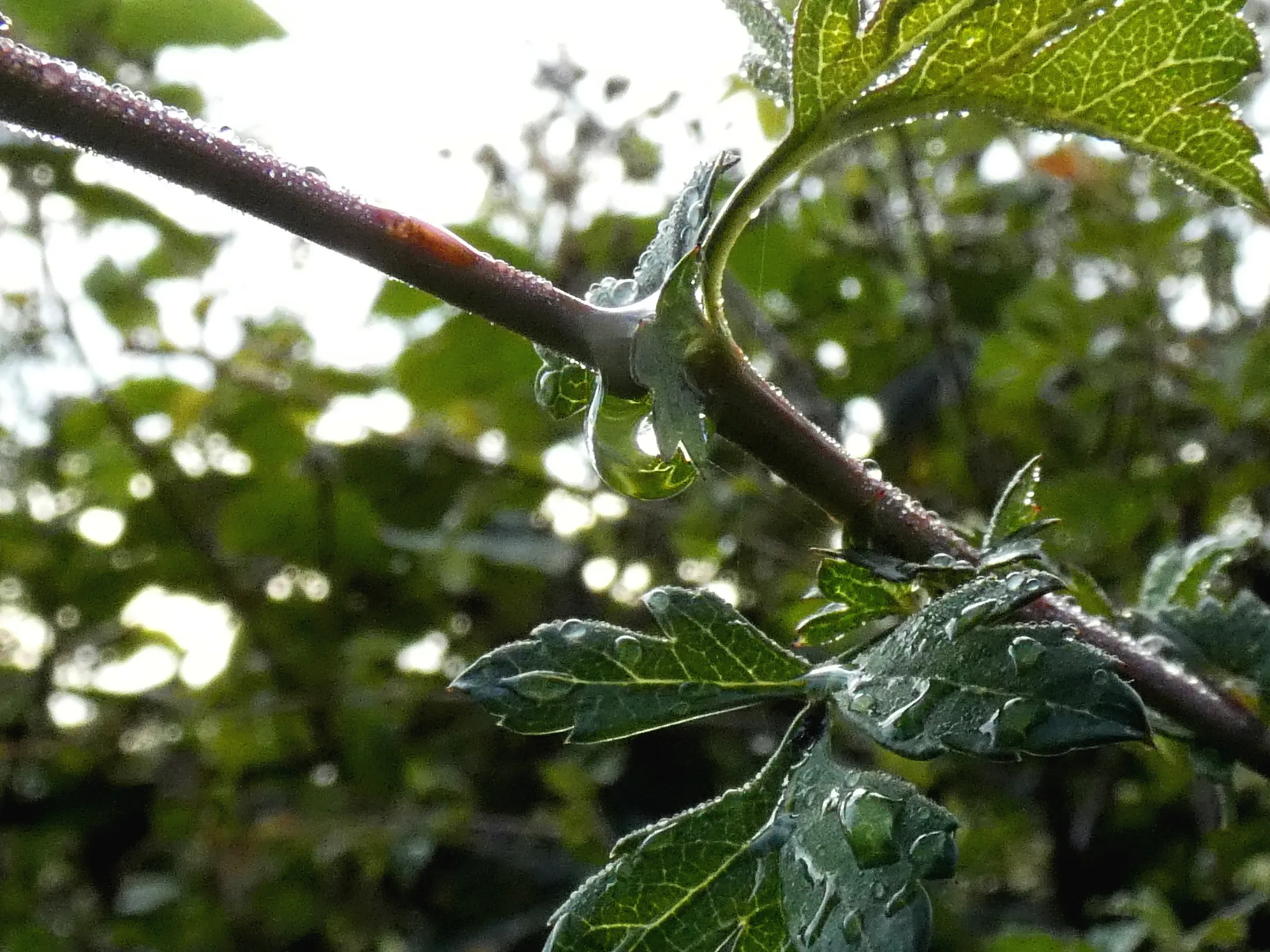 Tree droplets