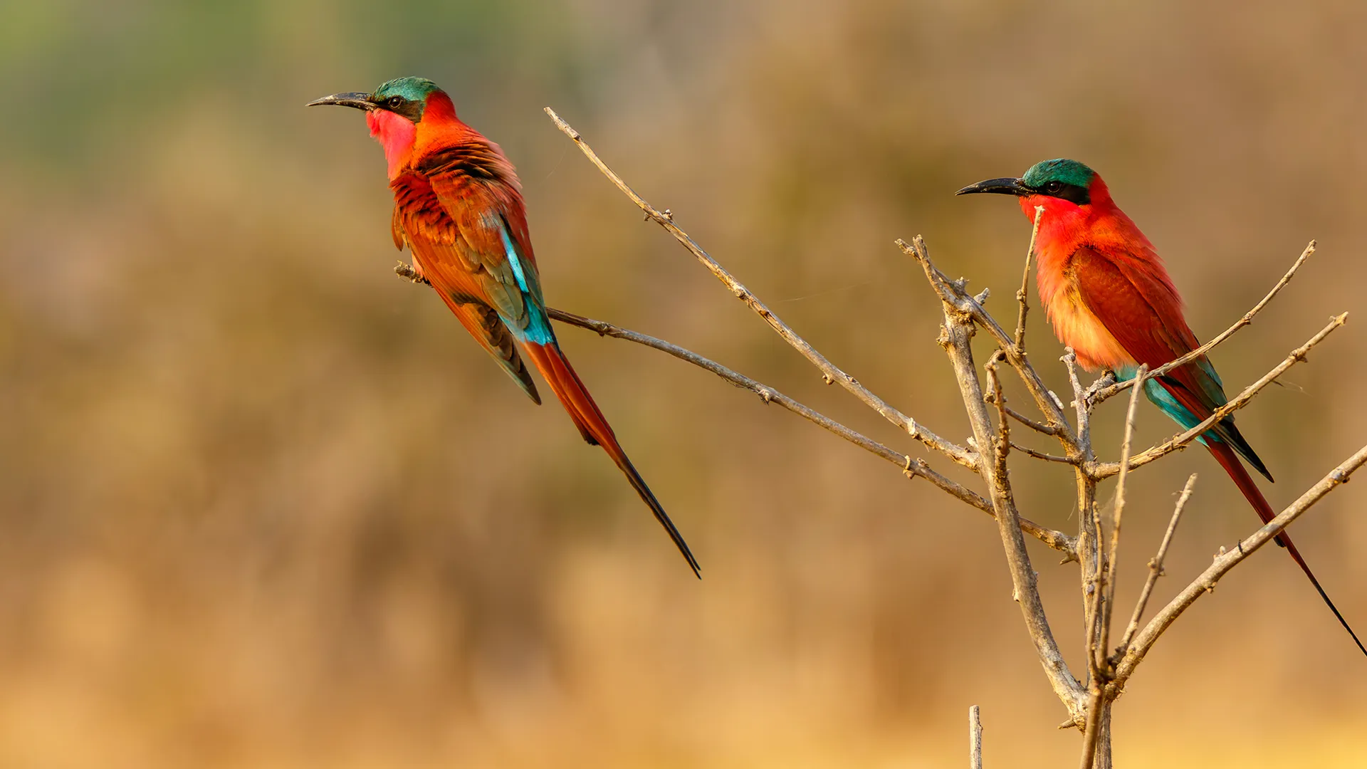 Southern Carmine Bee-eater