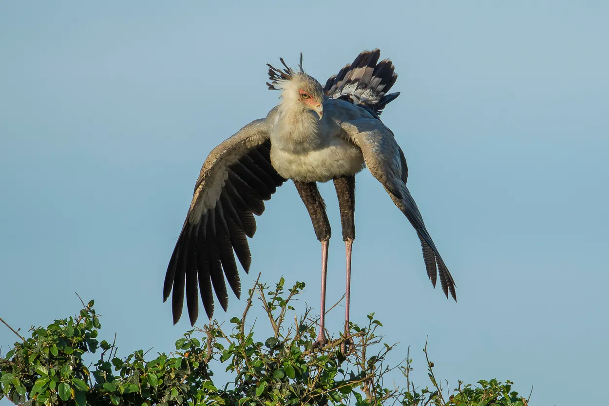 Secretary Bird