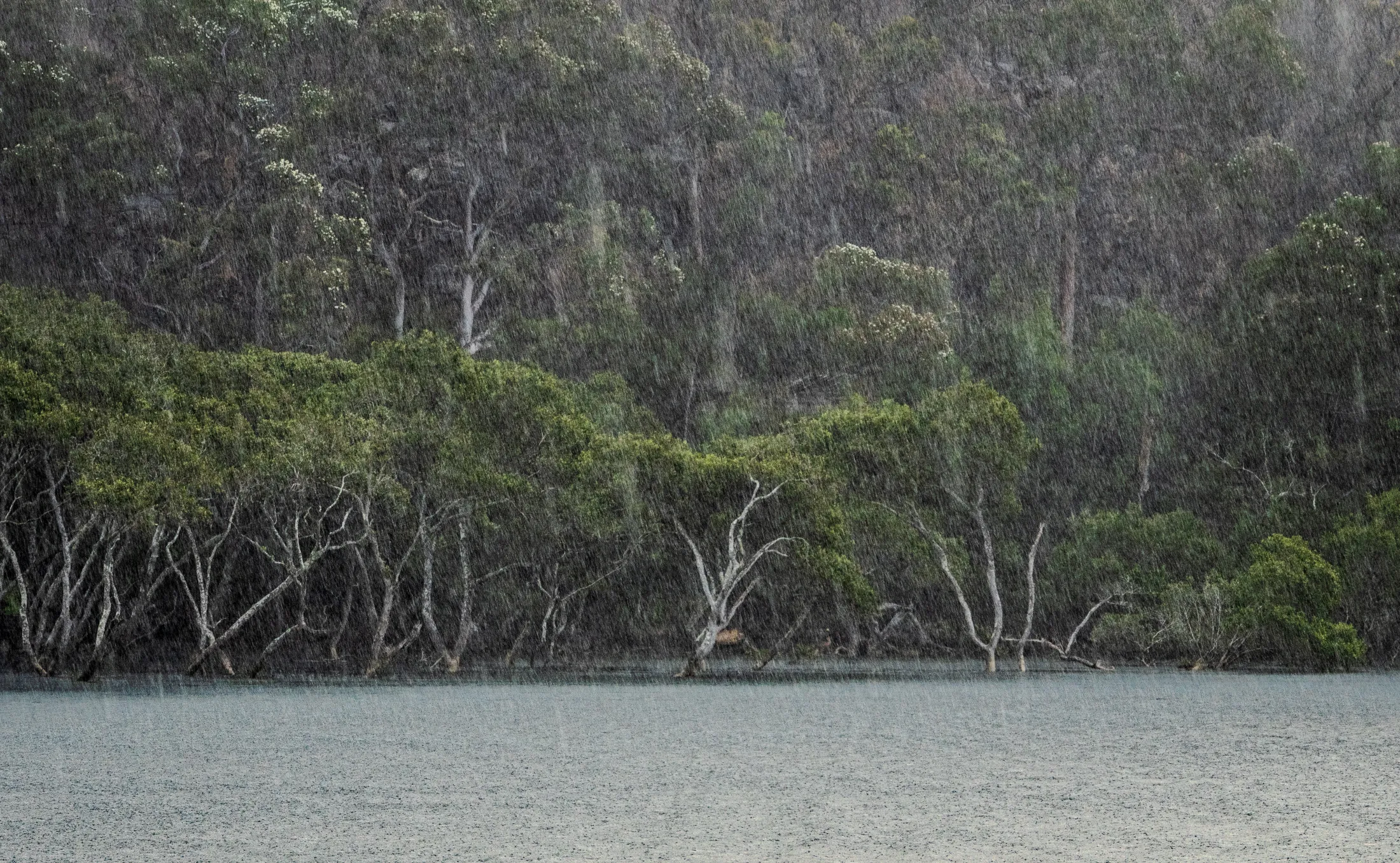Rain