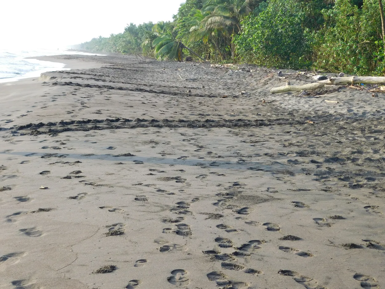Turtle tracks in the sand