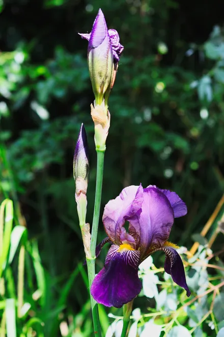 Purple Iris