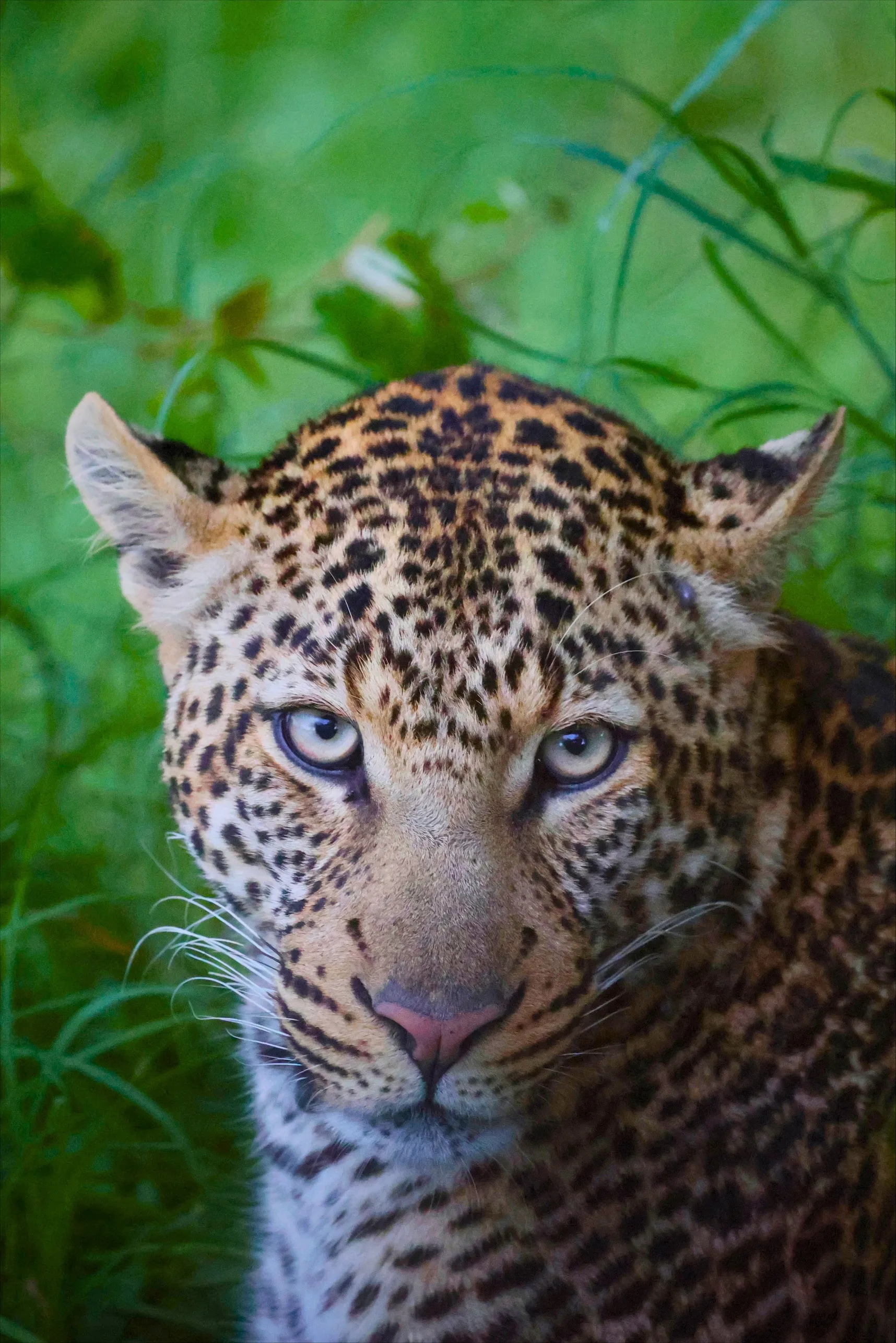 Leopard