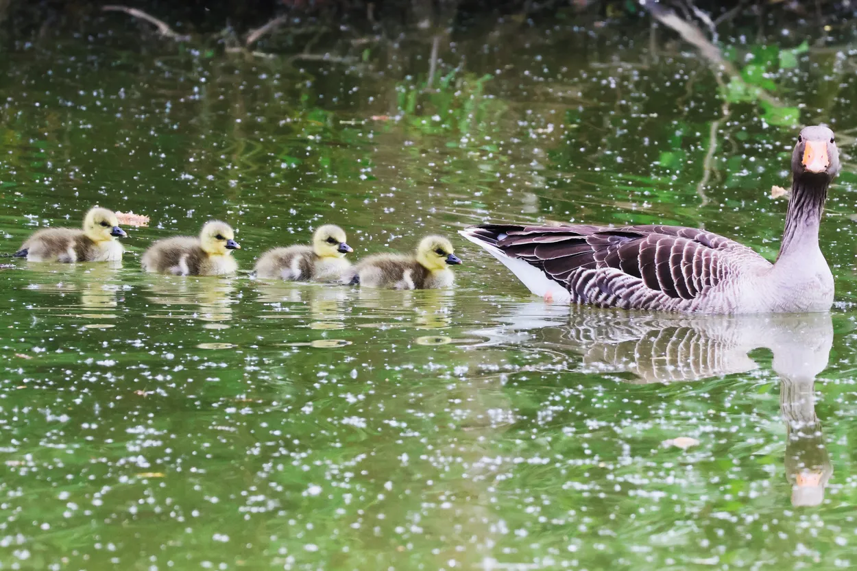 Goose with Goslings