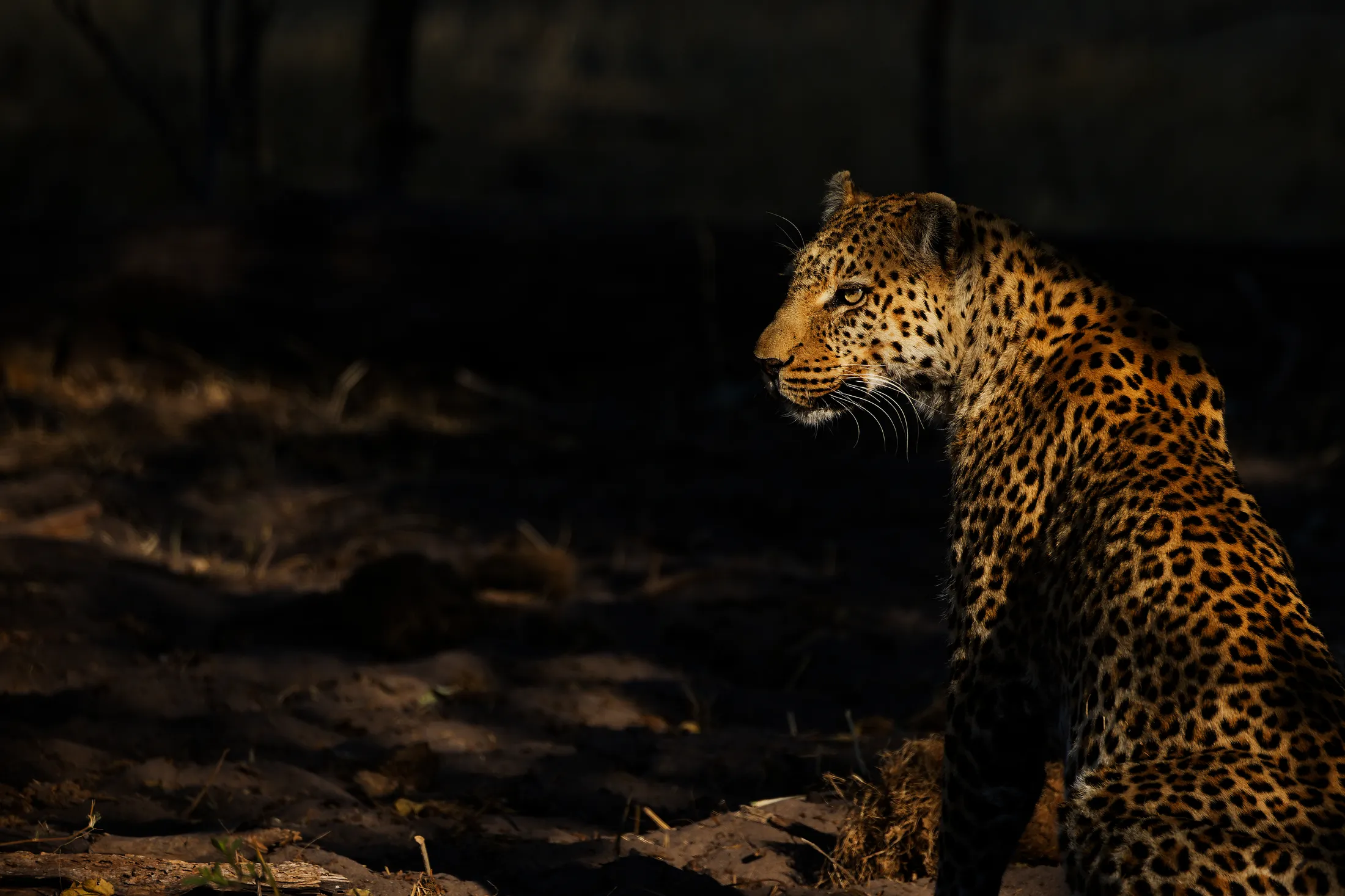 A Leopard in dappled light