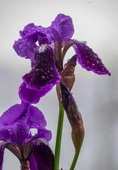 iris