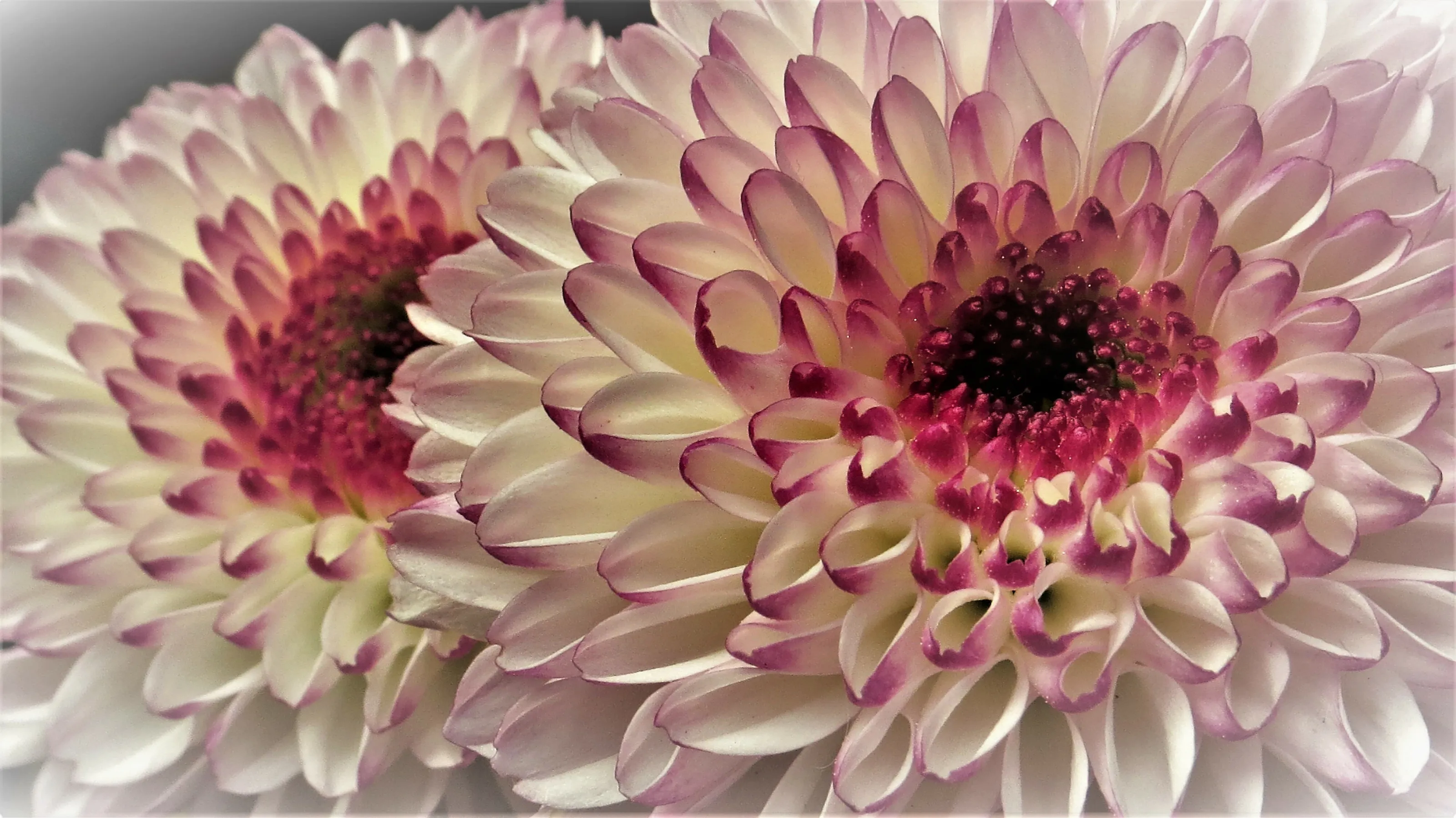 Fill the frame with Flowers