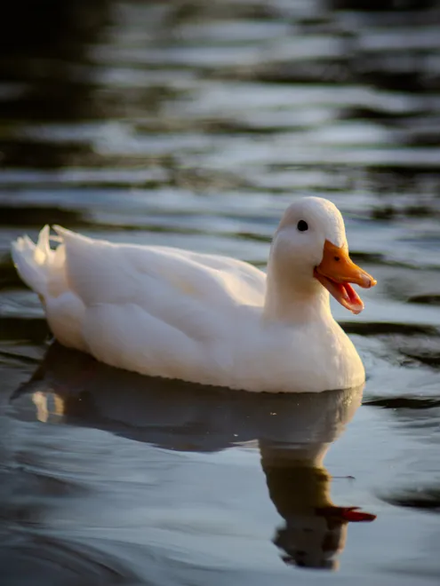 Quack!