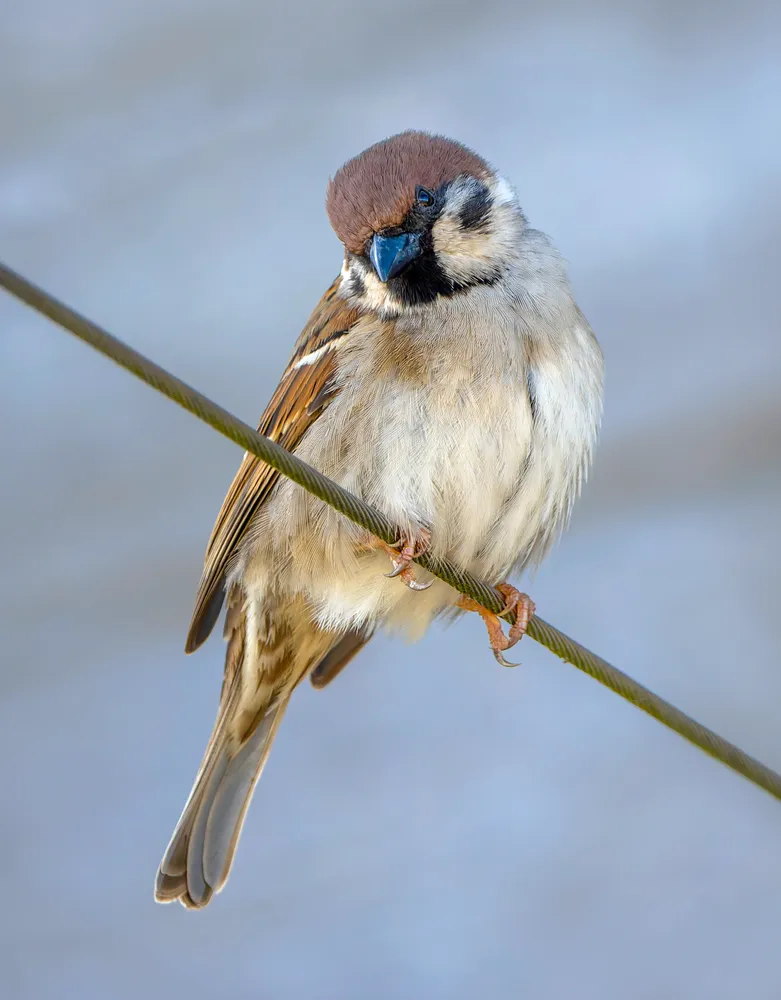 House Sparrow- an endangered species in UK