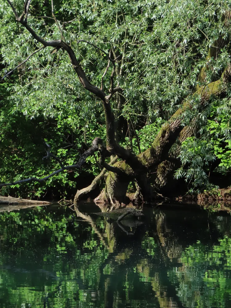 Tree,  North Adda Park, Lombardy, Italy