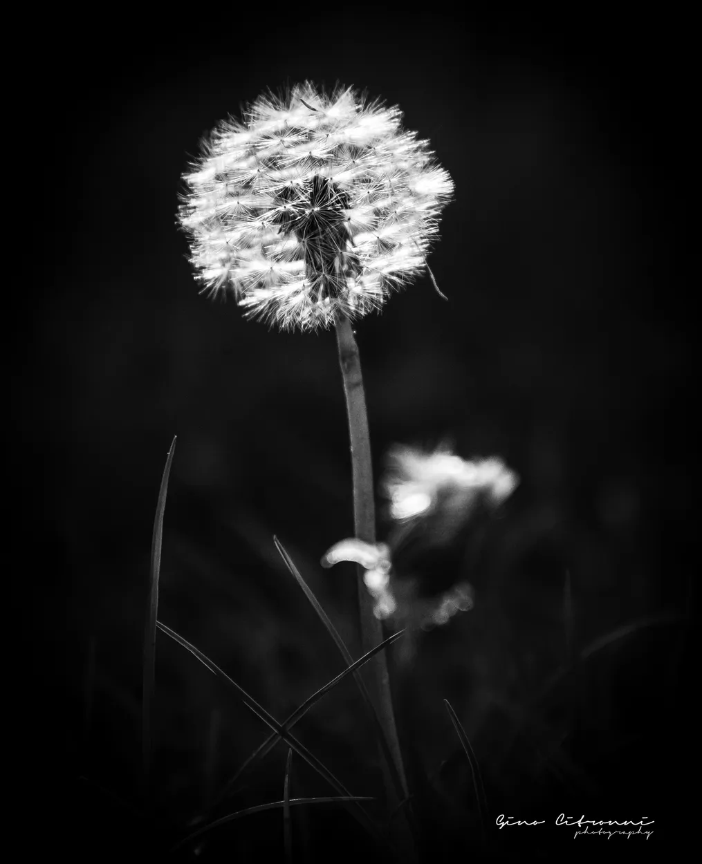 Waiting for the wind