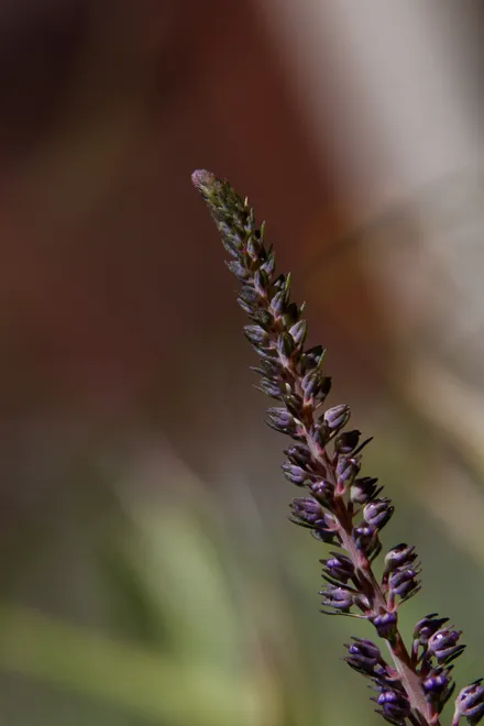 New flower stem