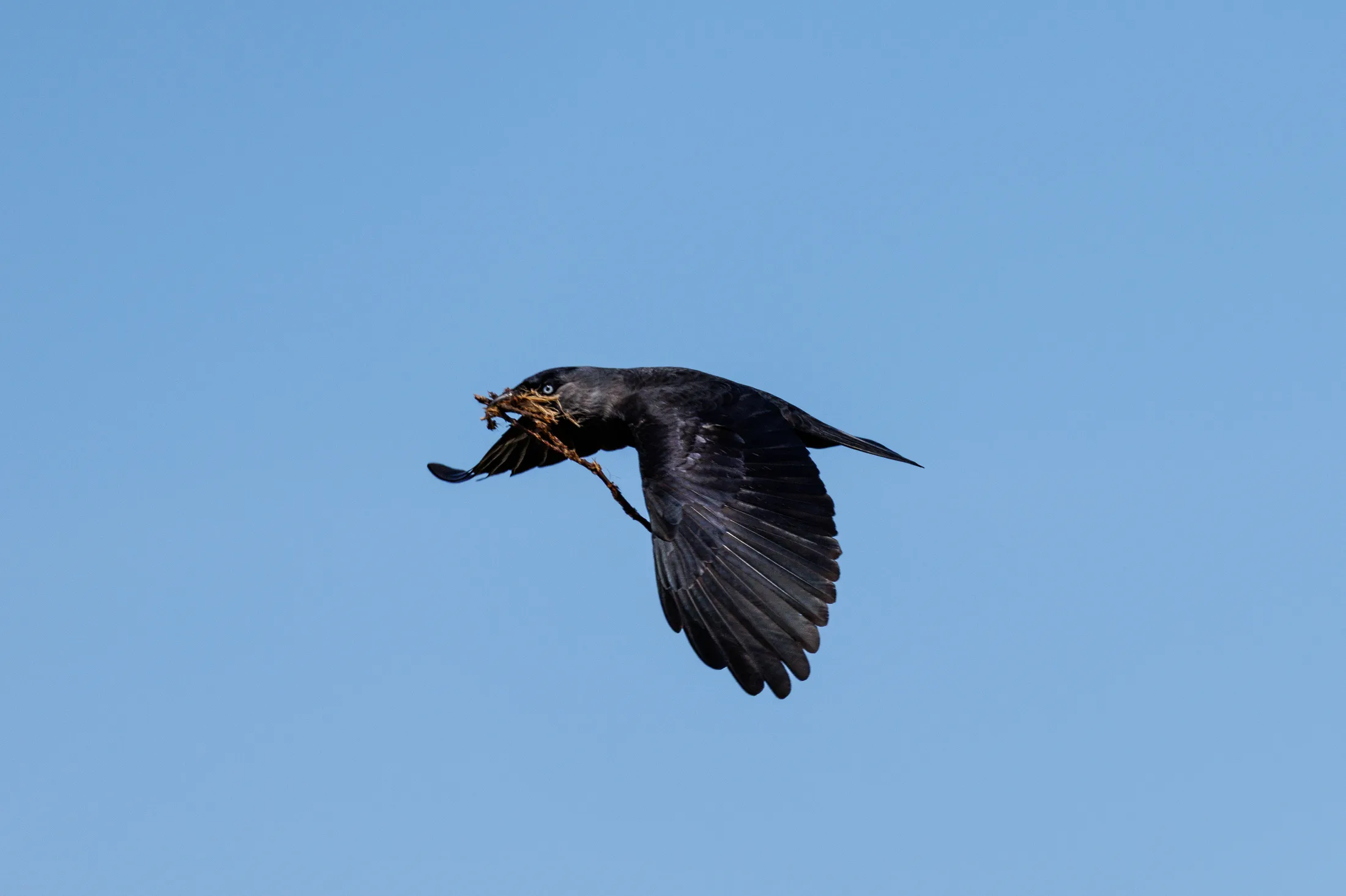 Jackdaw gathering nesting material