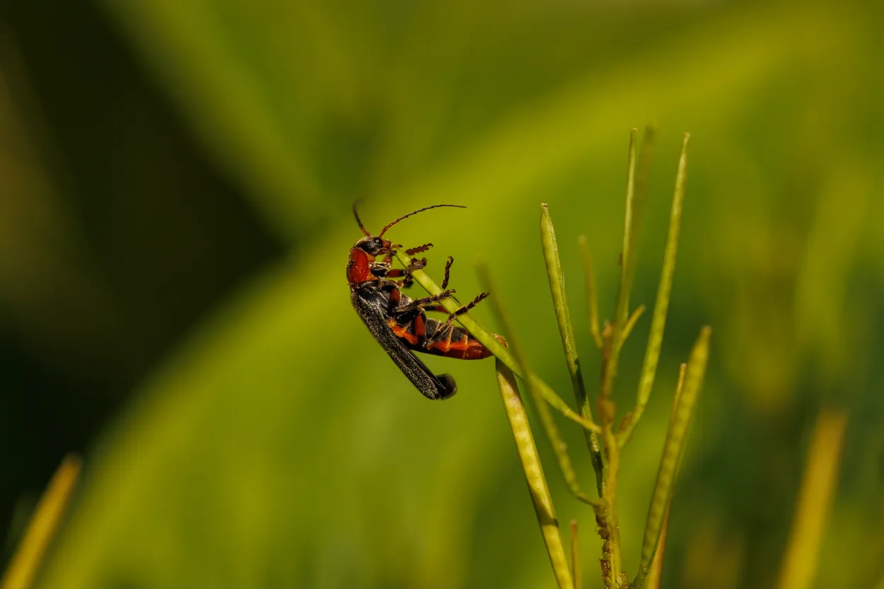 Soldier Beetle