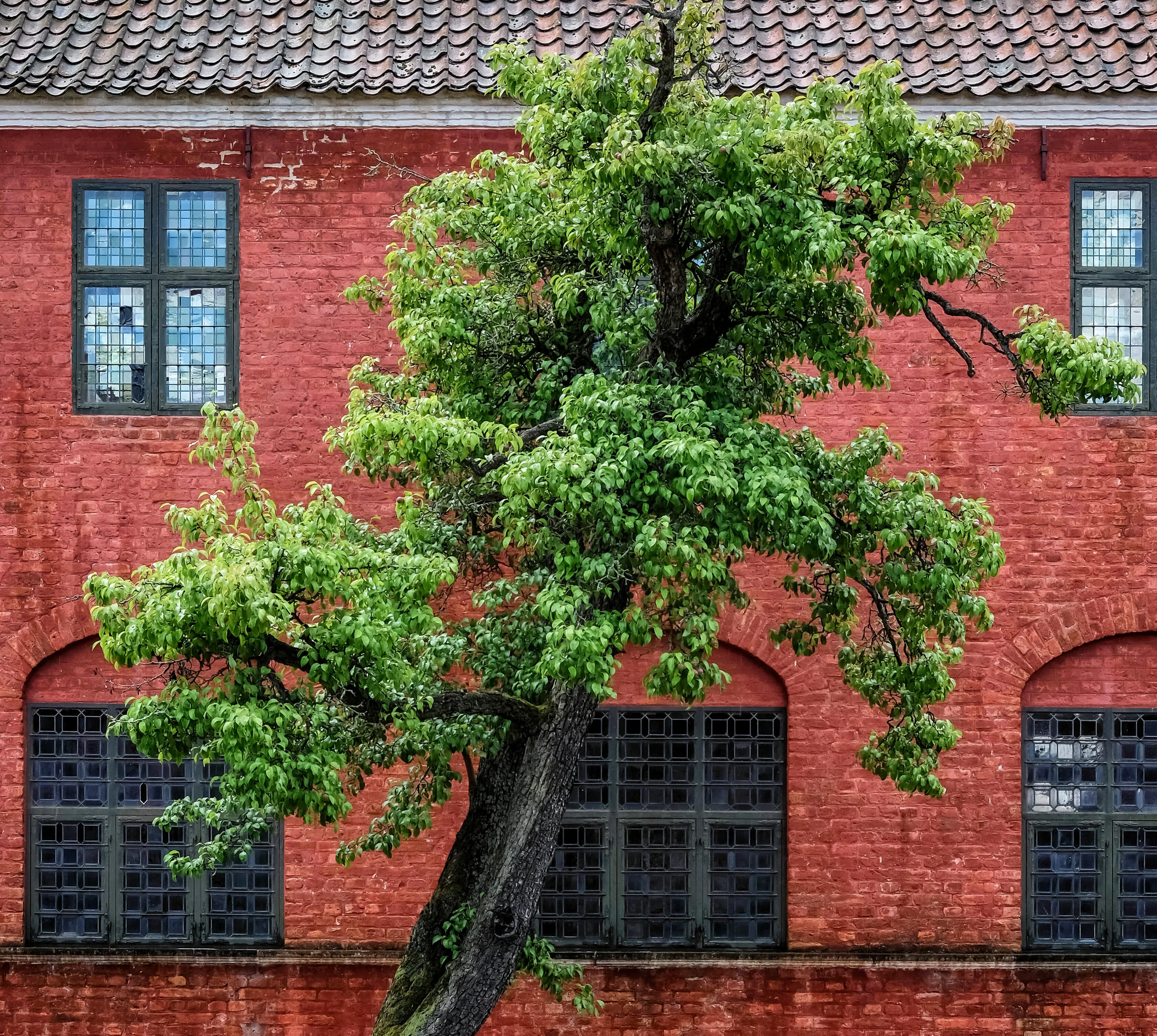 Trees in the City