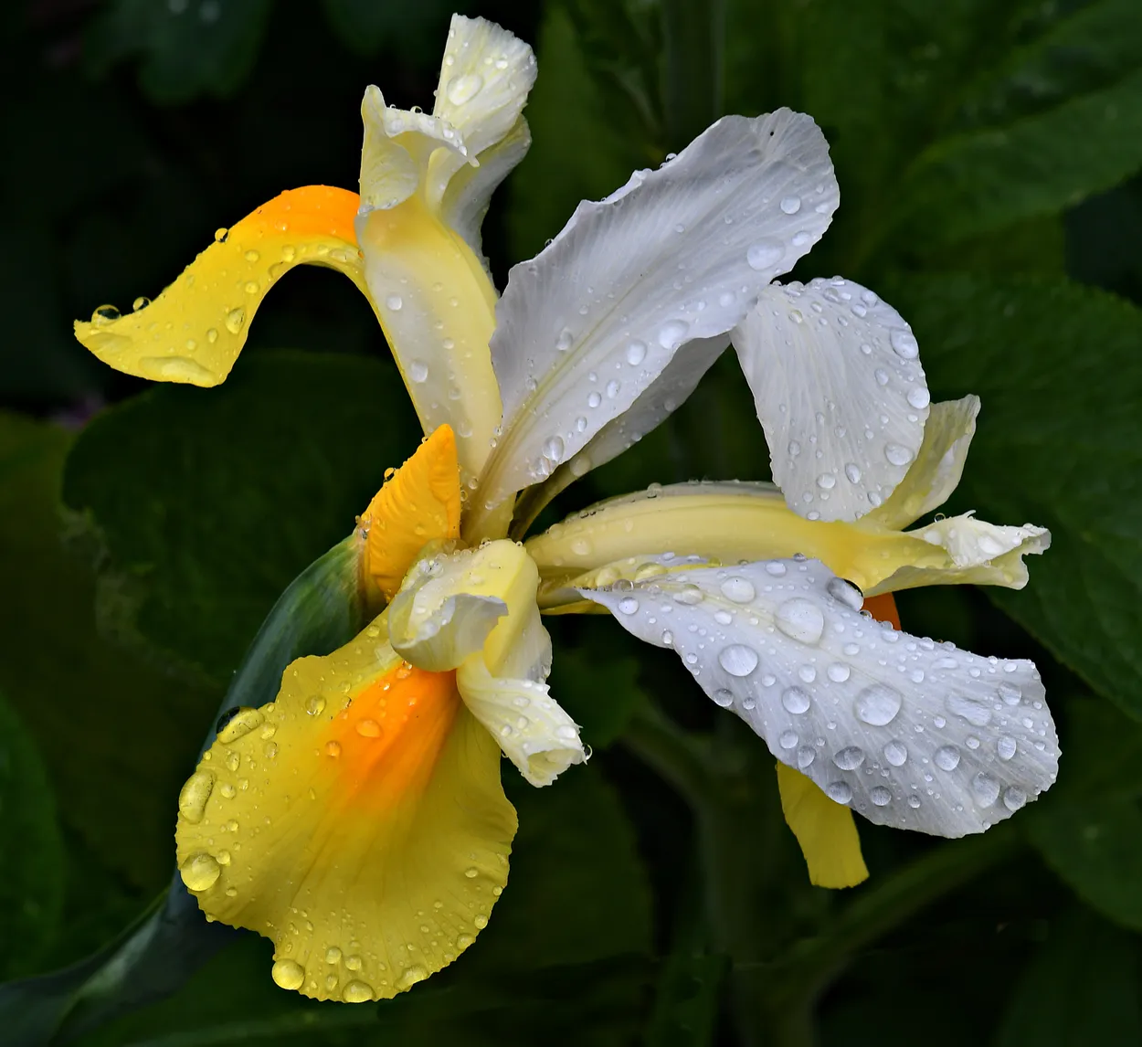Iris