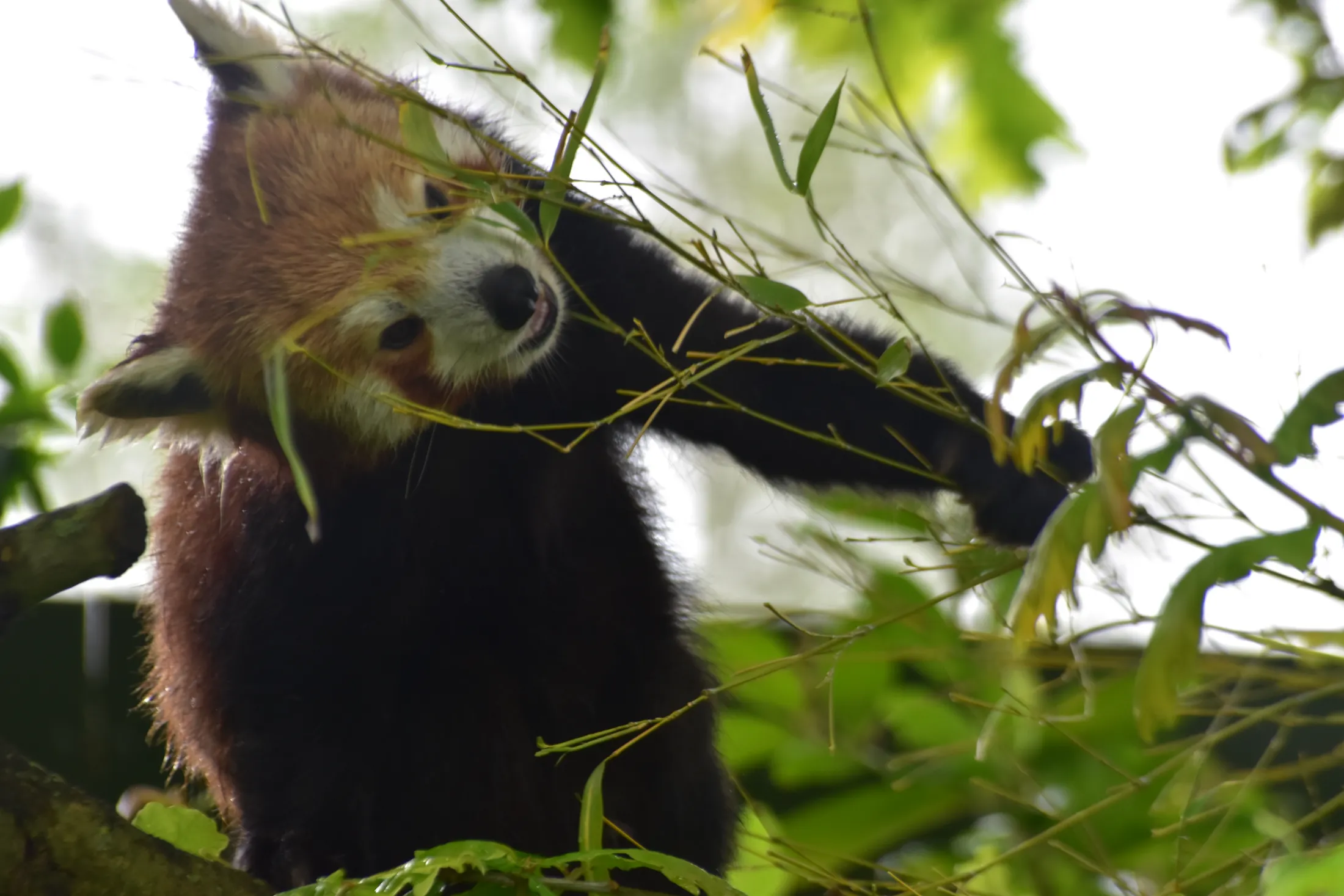 Red Panda in tree canopy