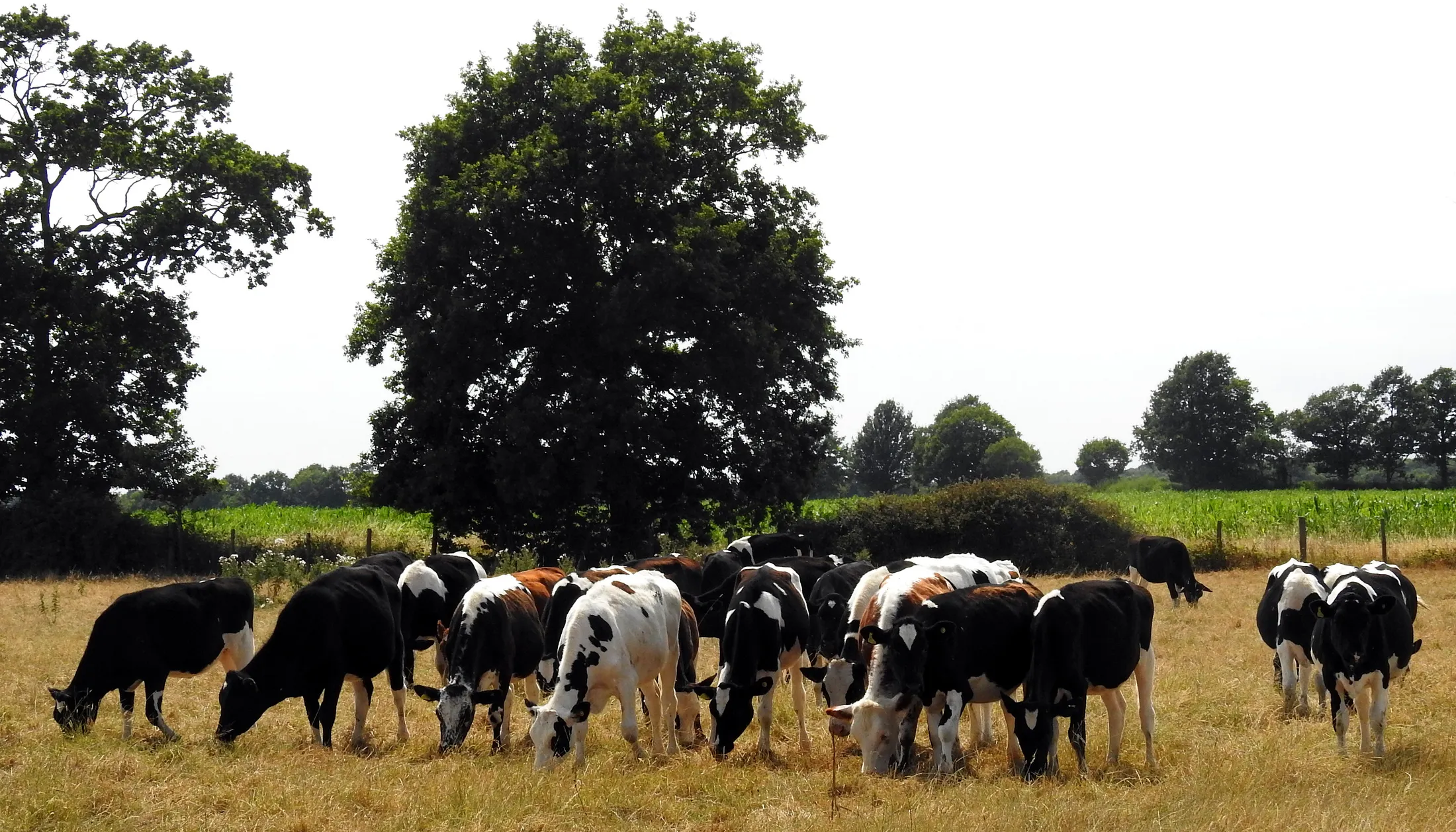 Nice Cows!