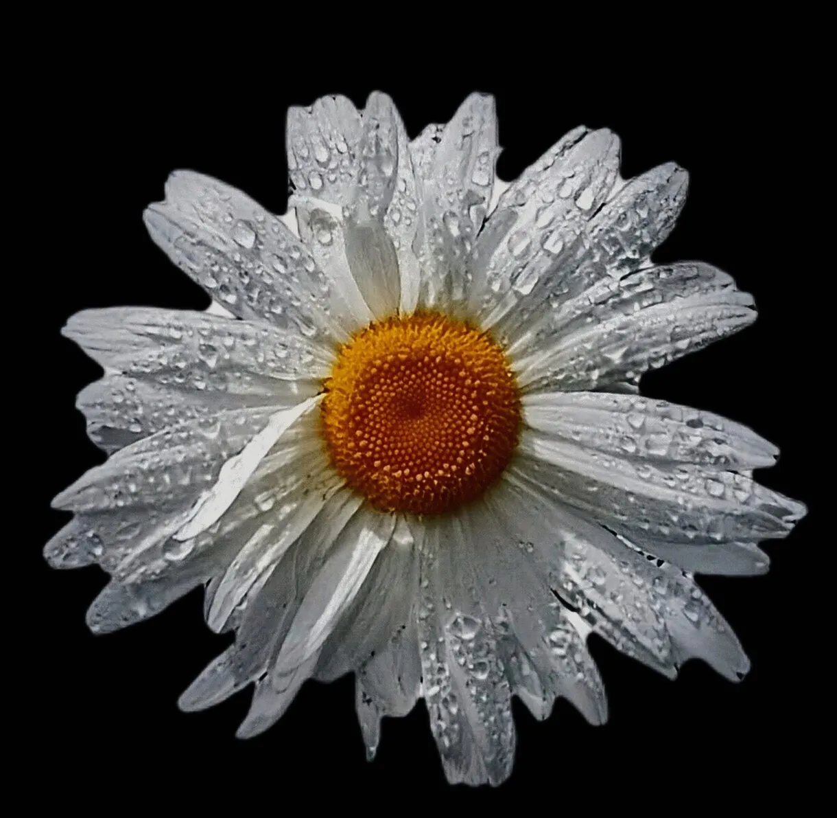 Daisy Drops
