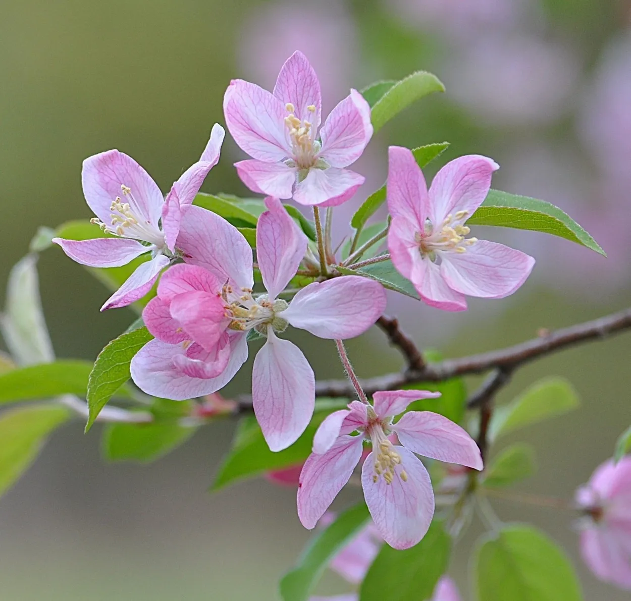 Pink blossoms