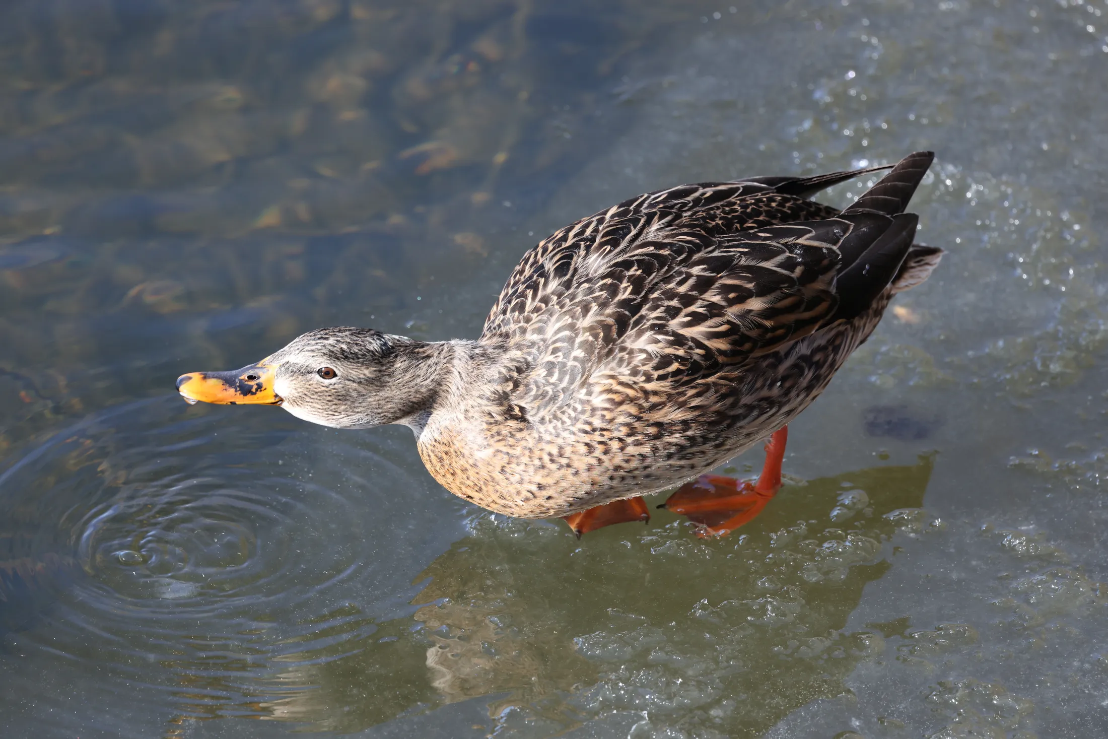 Ducks on Ice