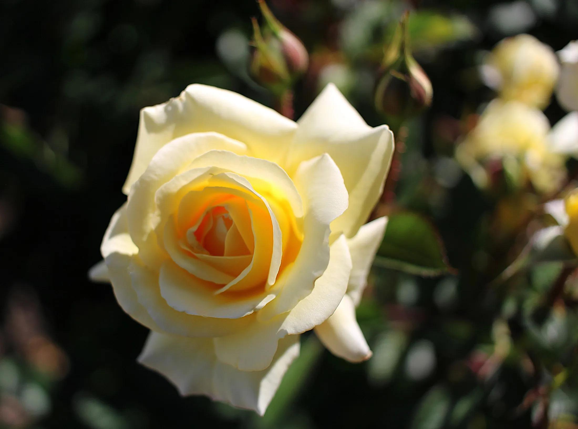 YELLOW ROSE
