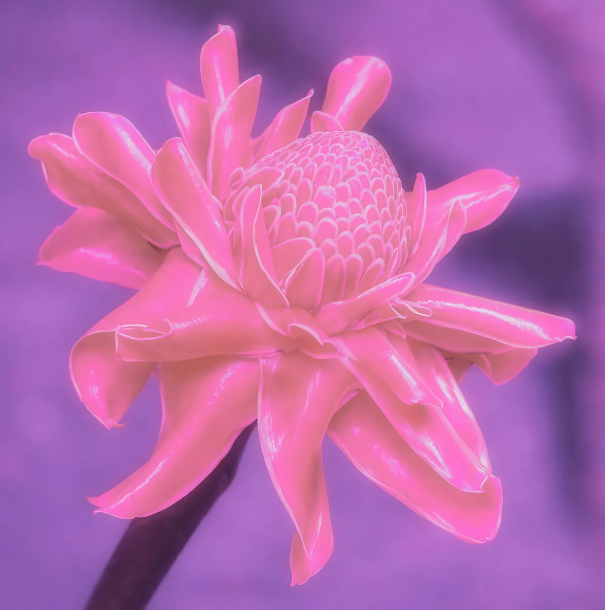Flower in pastel pink