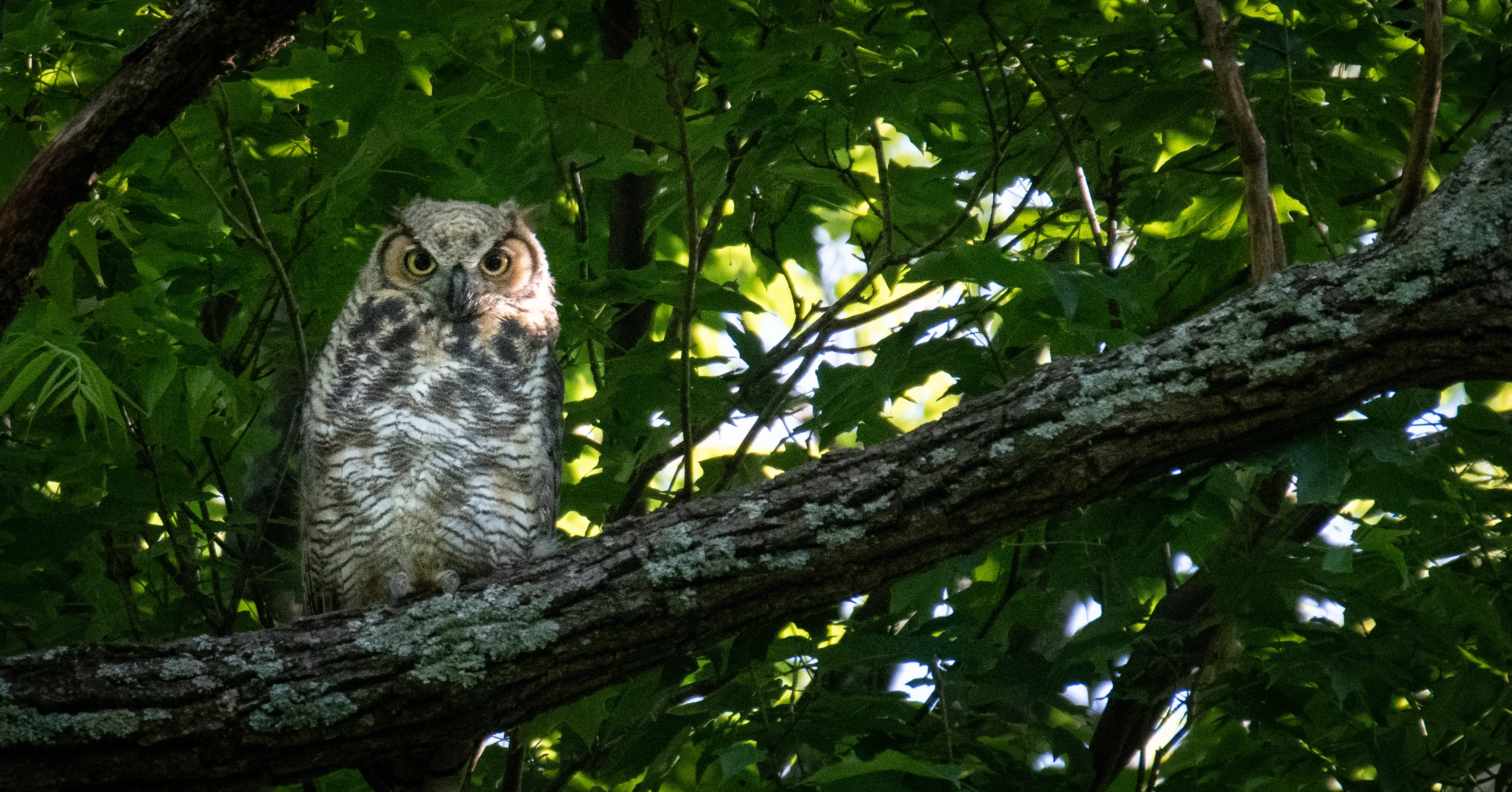 Great Horned Owlet