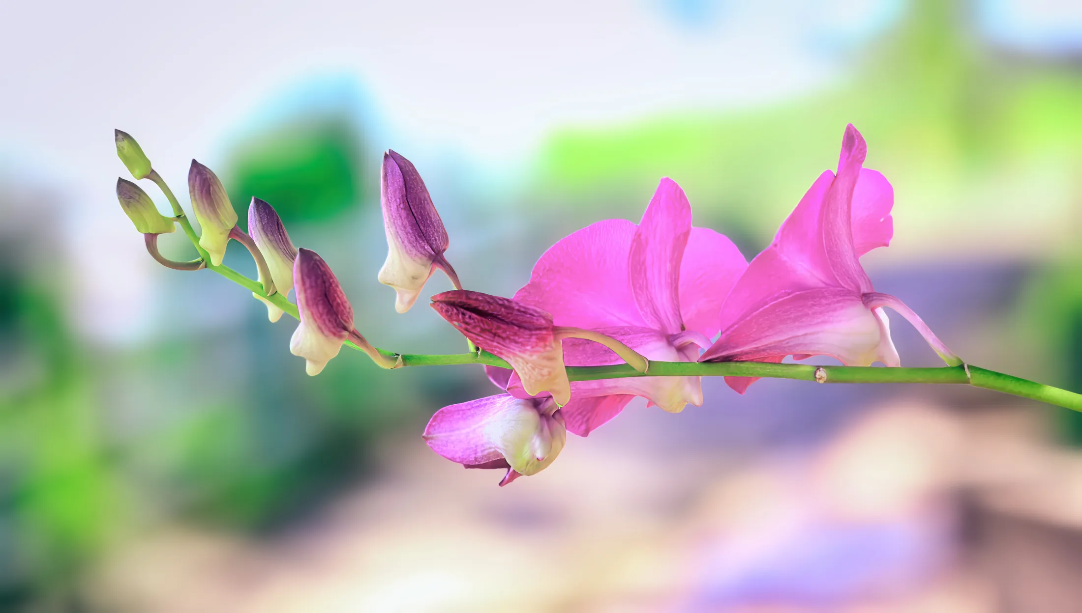 Orchids in Pastel