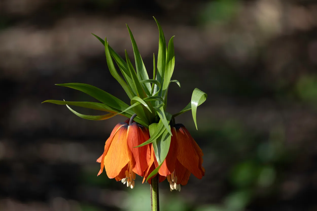 Splash of Orange