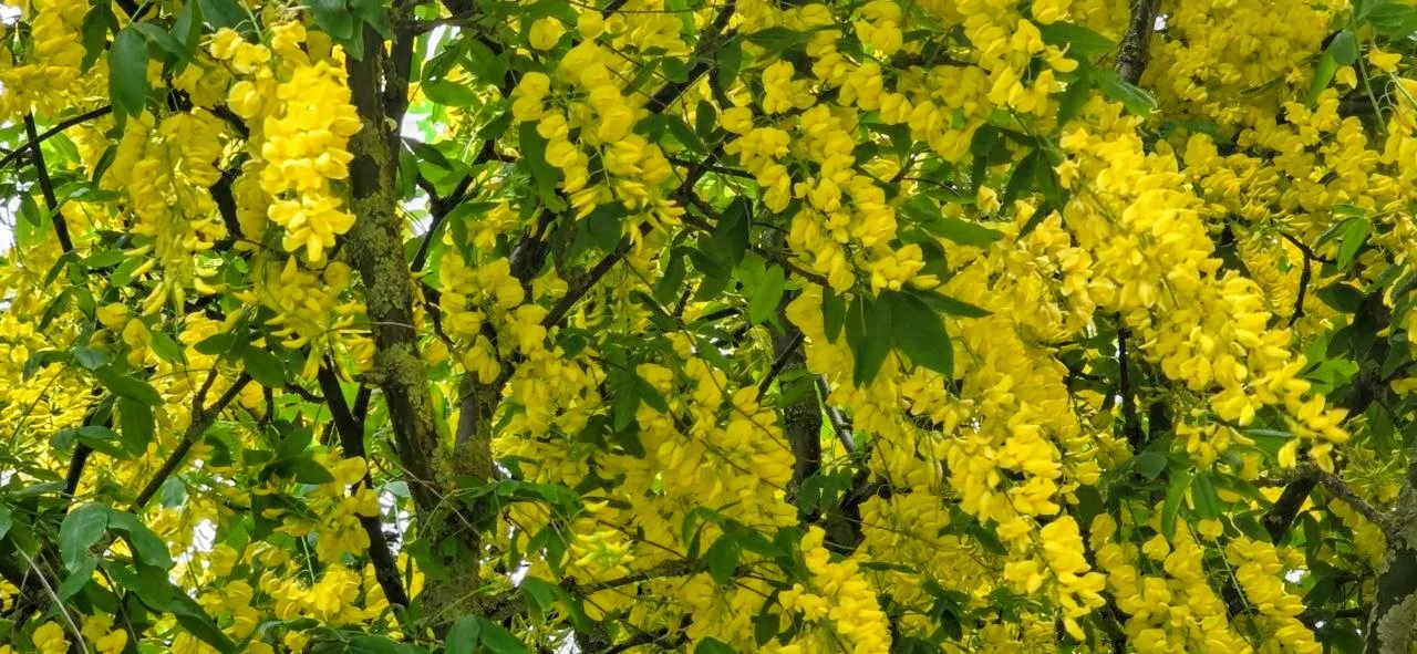 Beautiful Laburnum tree