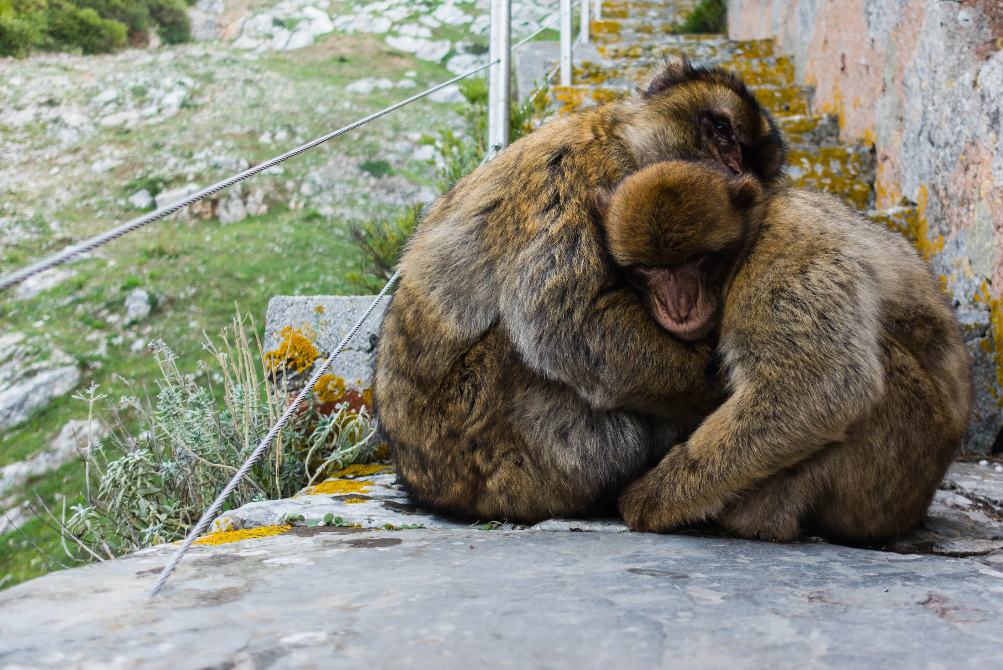 Monkey Hug on Gibraltar Rock