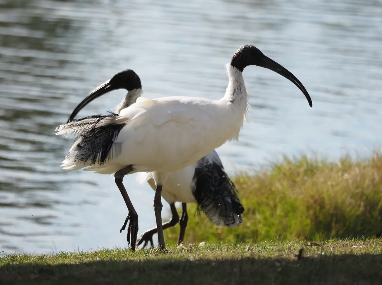 ibis pair