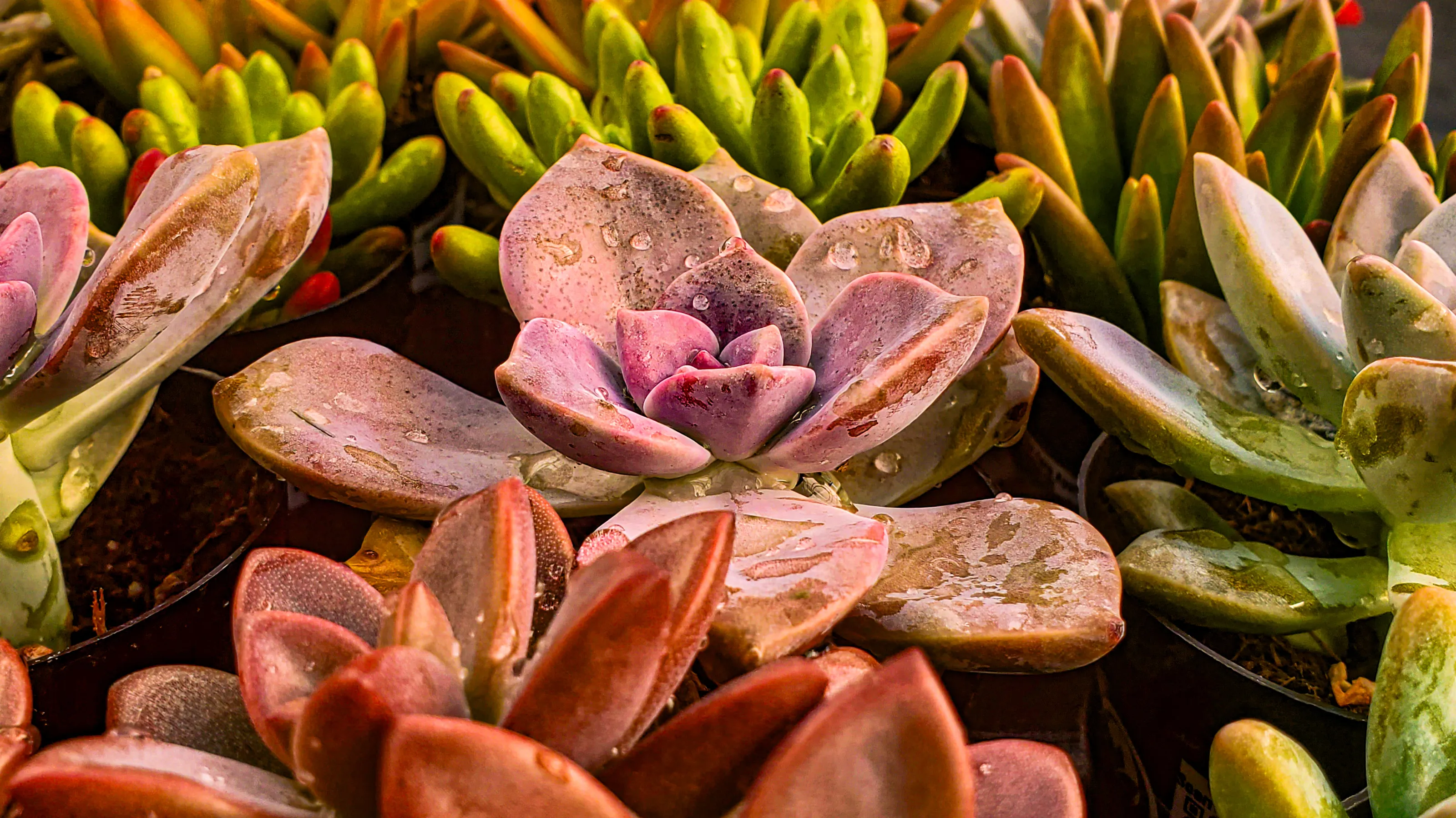 Retail Garden Succulent