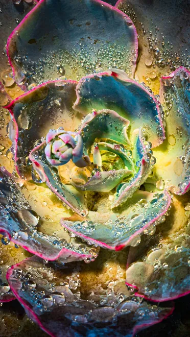 Dewy Succulent