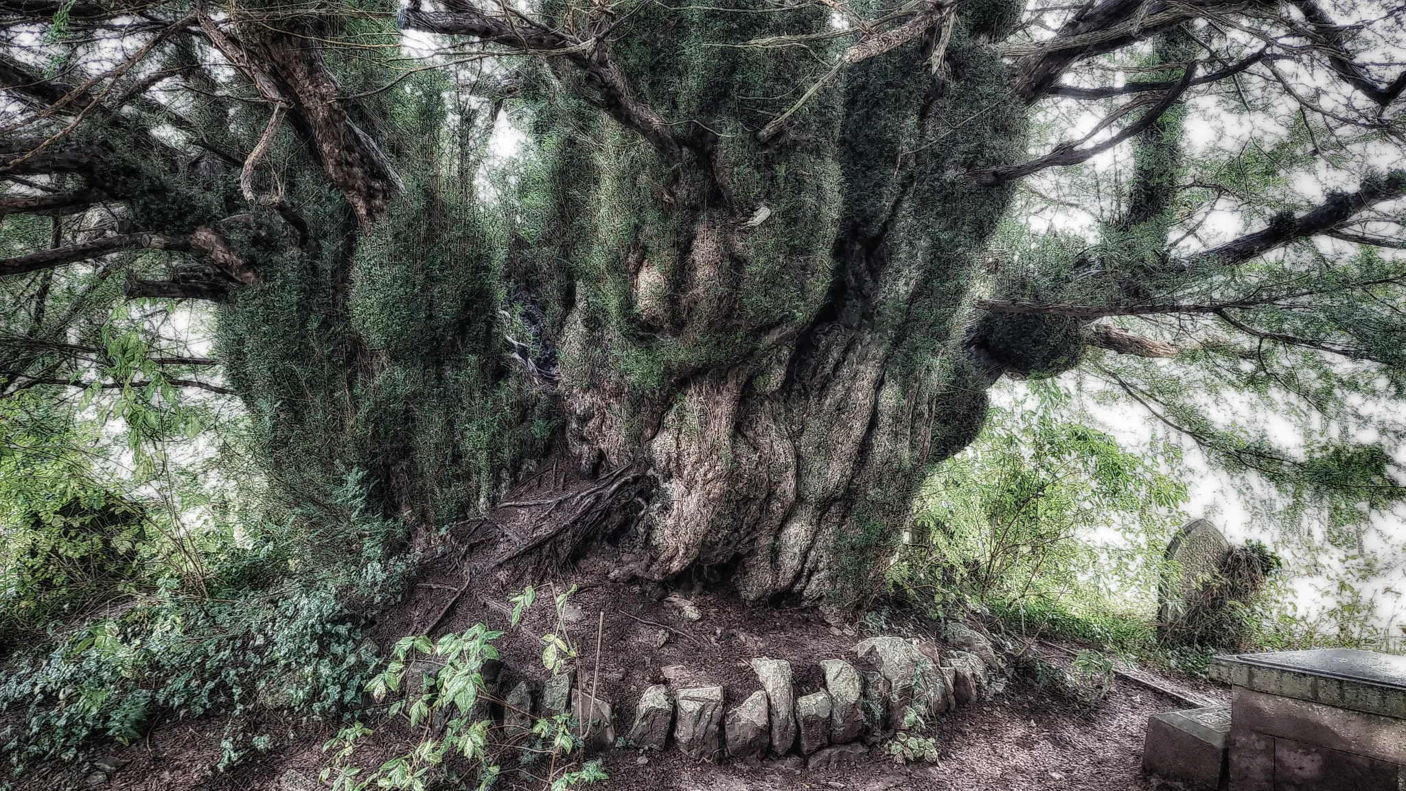 The 1000 year old yew