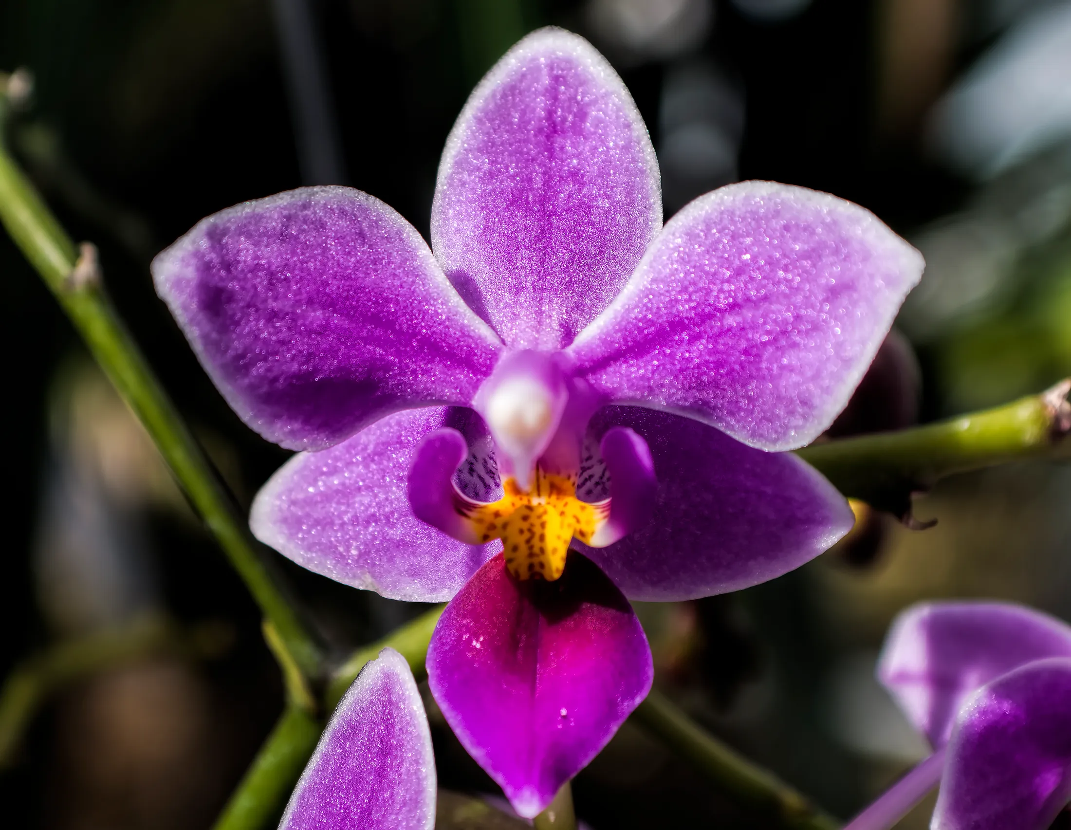 Purple Orchid