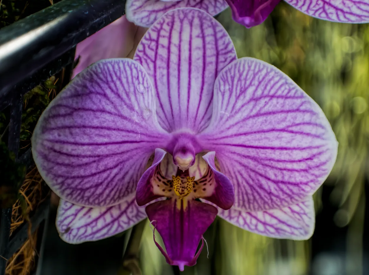 Purple Orchid