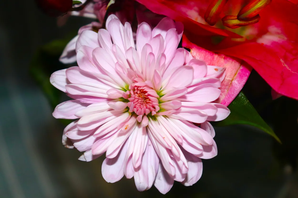 Pastel Flower #1