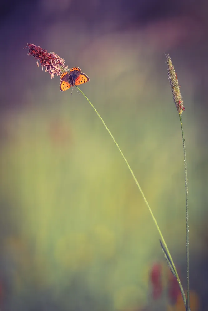 Leaning grass