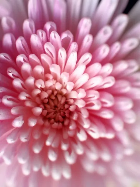 Texture of Flower