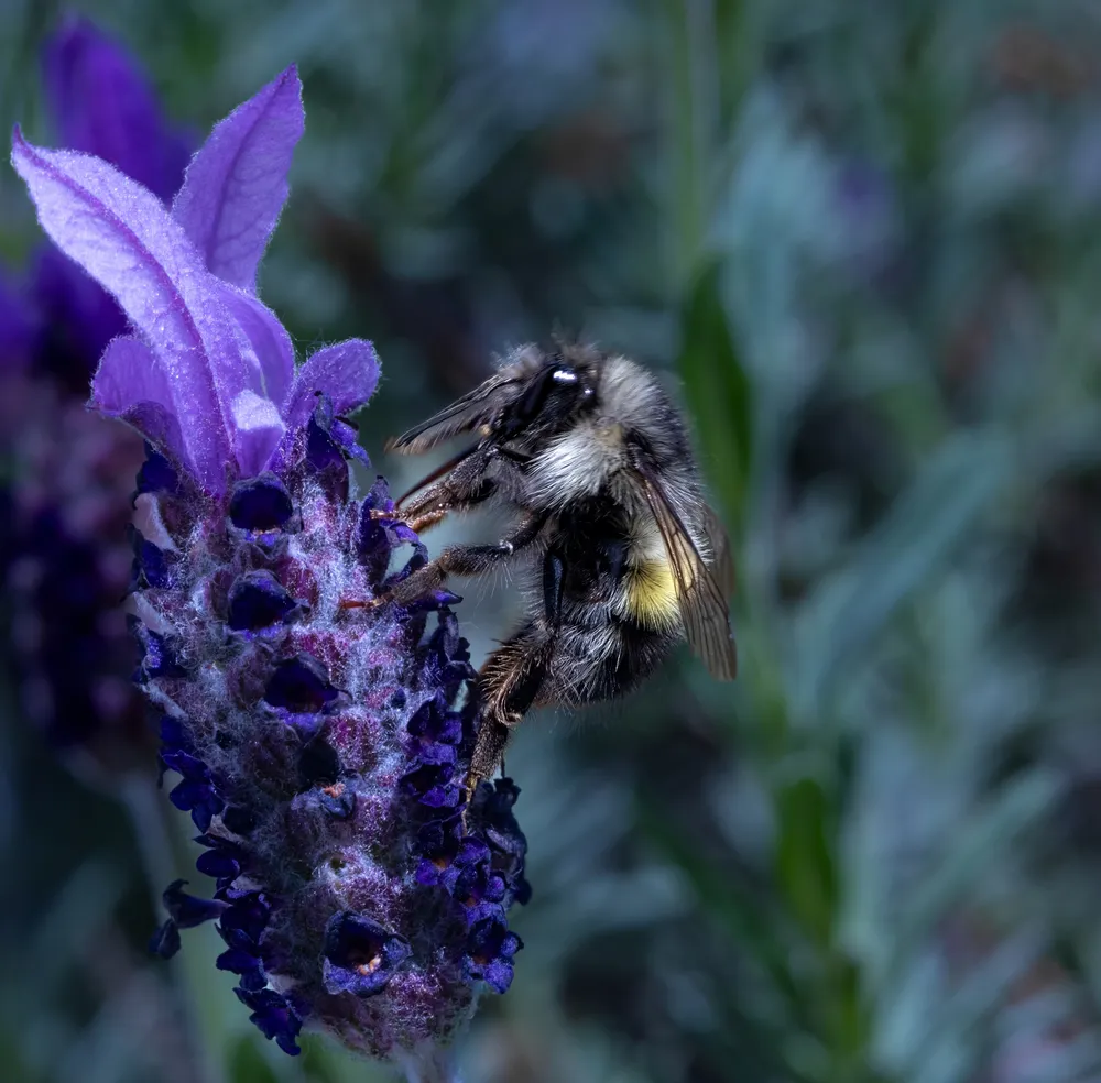 Bee on Lavender