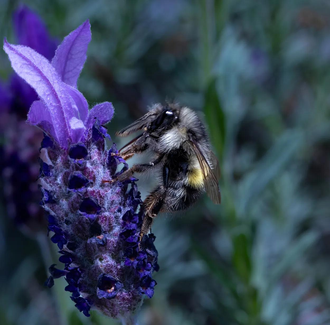 Bee on Lavender